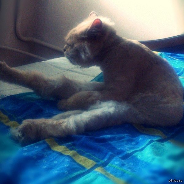 Кот джедая Ёды)