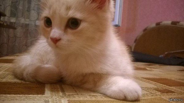 Вот такого красавца родители вчера купили:3