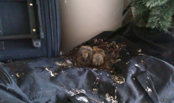 Гнездо в кладовке