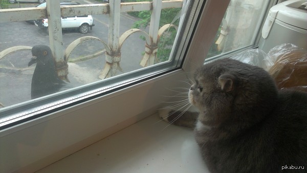 Загадочный голубь