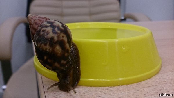 ������� ��������.�������