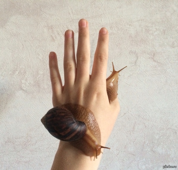 Akhatinki - My, Snail, Animals, Pets