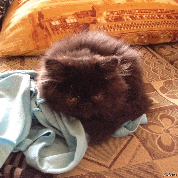 ������ �������, � ��� ��� ���� 2 ��� ����� ��� ���