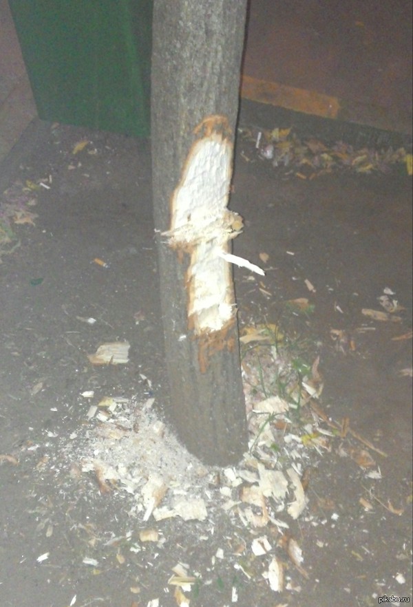 ������ ����� ����� ������