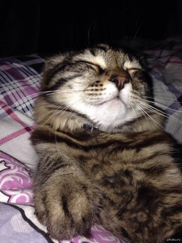 Раз все ругаются,то вот Вам кот