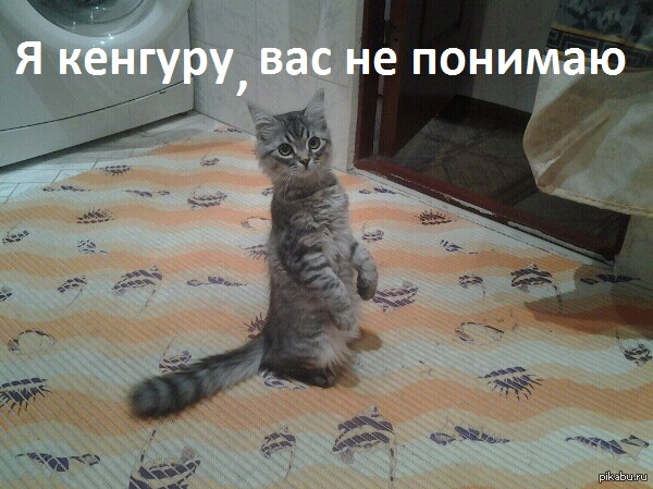 Кот - кенгуру | Пикабу