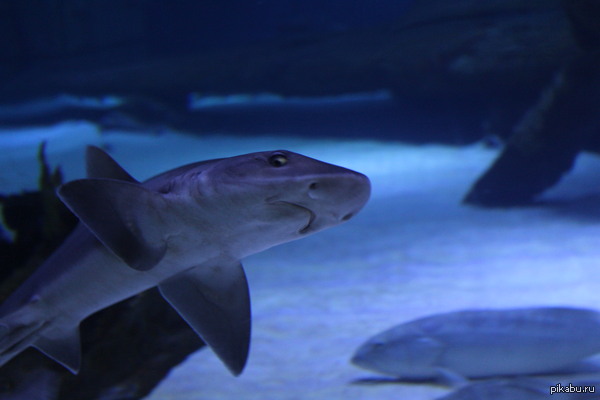 ���� ������� ��� �� ������� ����� � ��� ��������������