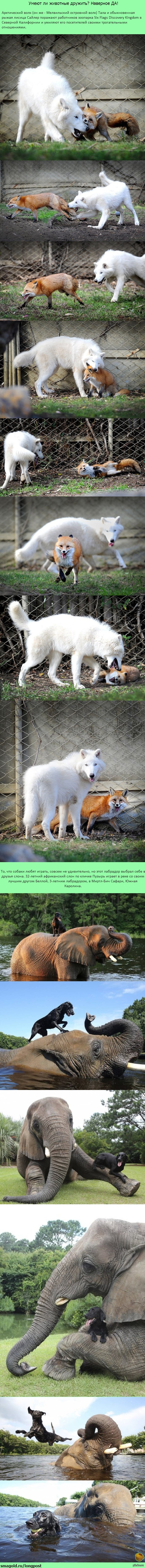 Animal friendship - Longpost, Dog, Elephants, Wolf, Fox, Animals, friendship