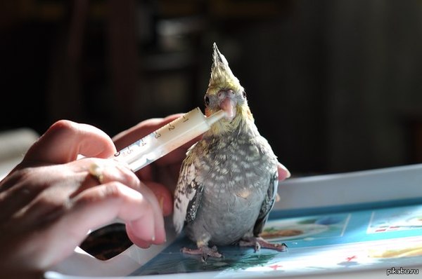 ��������� ��������.