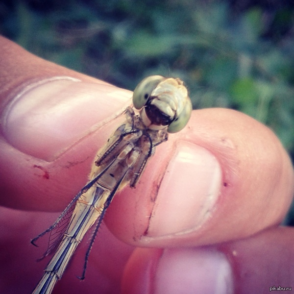 ���� �� ��������, ���� ����� ���� ��***�