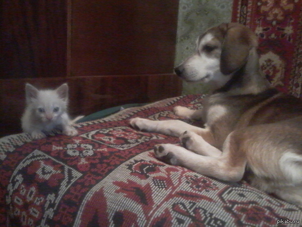 ������� �������