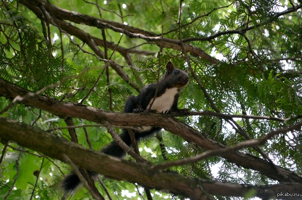 ������ ������