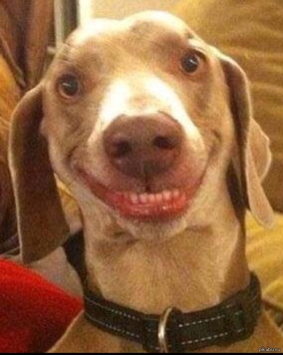 ������ ������� ��� �����