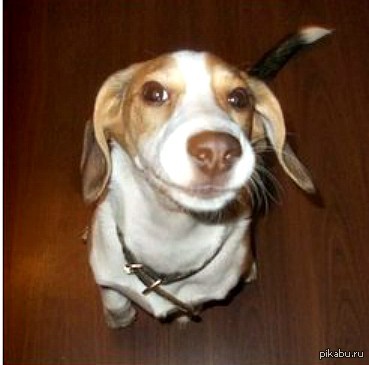 Фотогеничный пес.