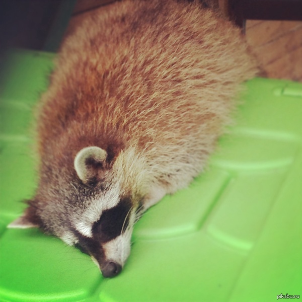 sad raccoon - NSFW, Raccoon, Sadness