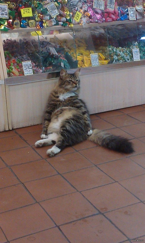 котофей негодует=)