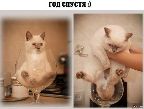 Я у мамы толстячок :3