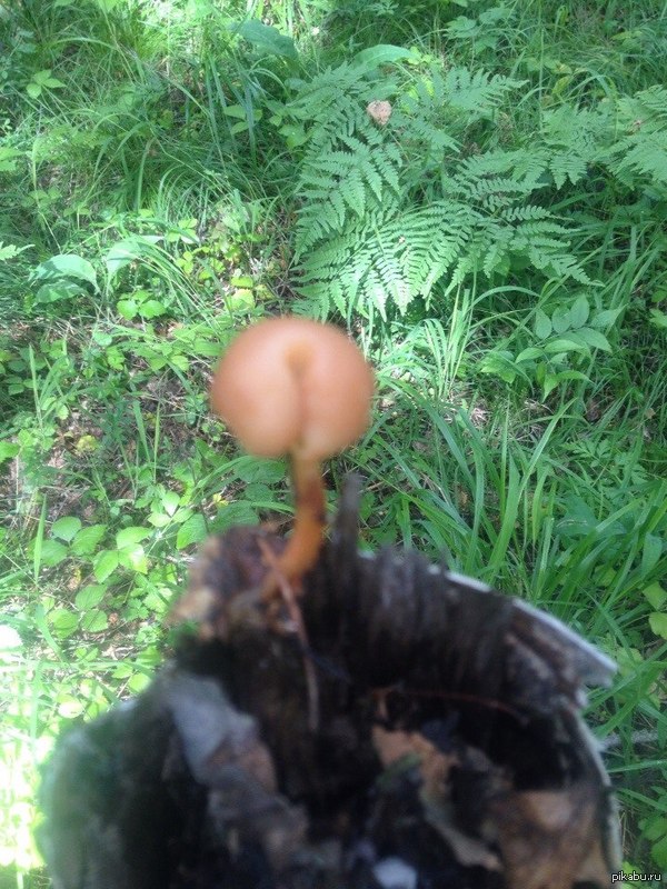 ���� �����))