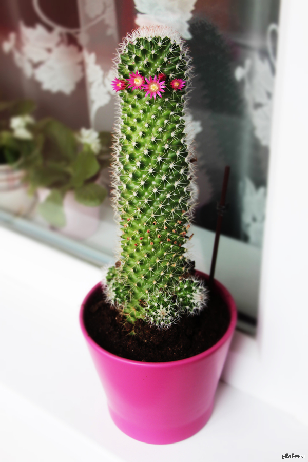 My obscene cactus - NSFW, My, , Cactus, , In case of important negotiations