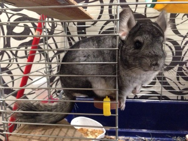 ��� ���������:3