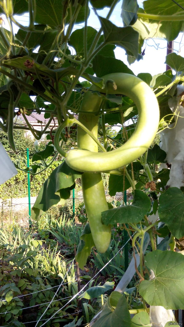 P - значит Pikabu