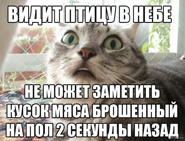 Внимательный кот