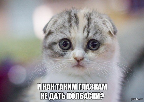 Sight...))) - My, cat, Just a kitten, Nyasha, Sad cat