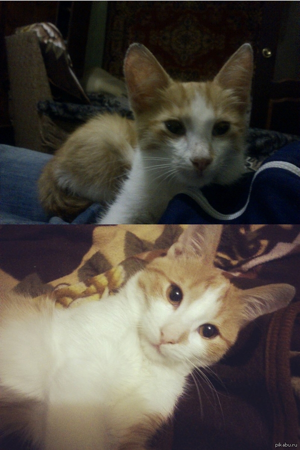 Превращение бездомного котейки в домашнего.