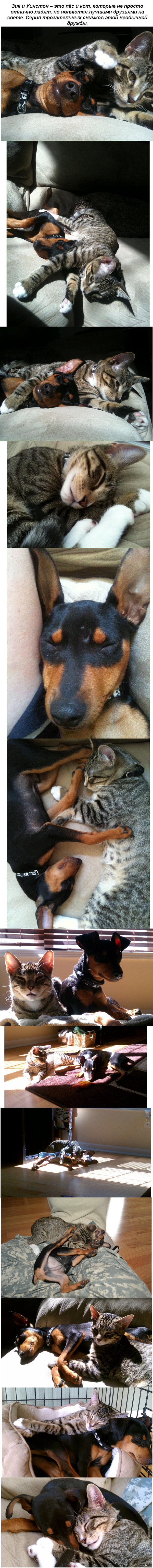 Крепкая дружба Зика и Уинстона