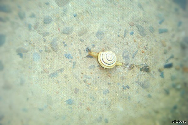 Целеустремленность | Пикабу