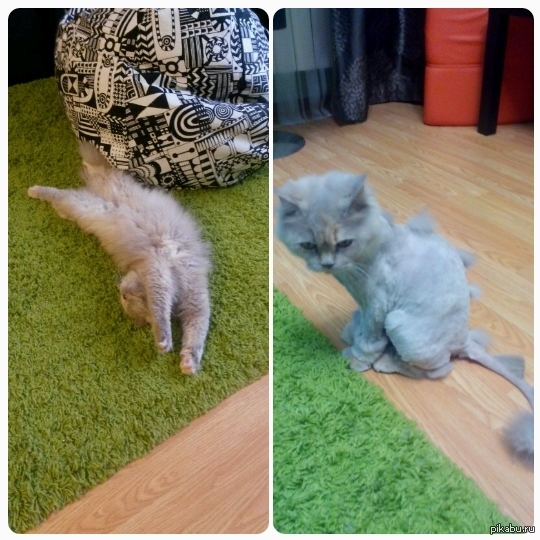   ...   ,      ,   ,   ,   ,   ,   )))