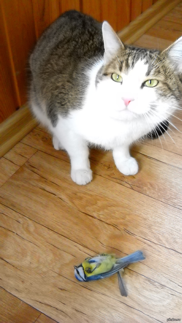 ��������� ����