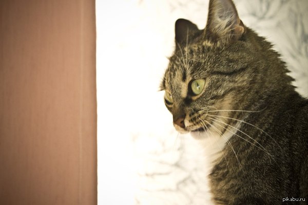 ��������� ���� �����, ����� � ��� ������������ �������