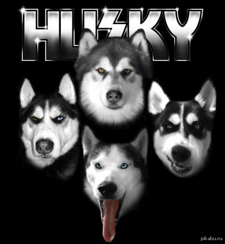 Dogs like them. Хаски группа. Immortal и хаски. Black Metal Husky. Black Metal хаски.