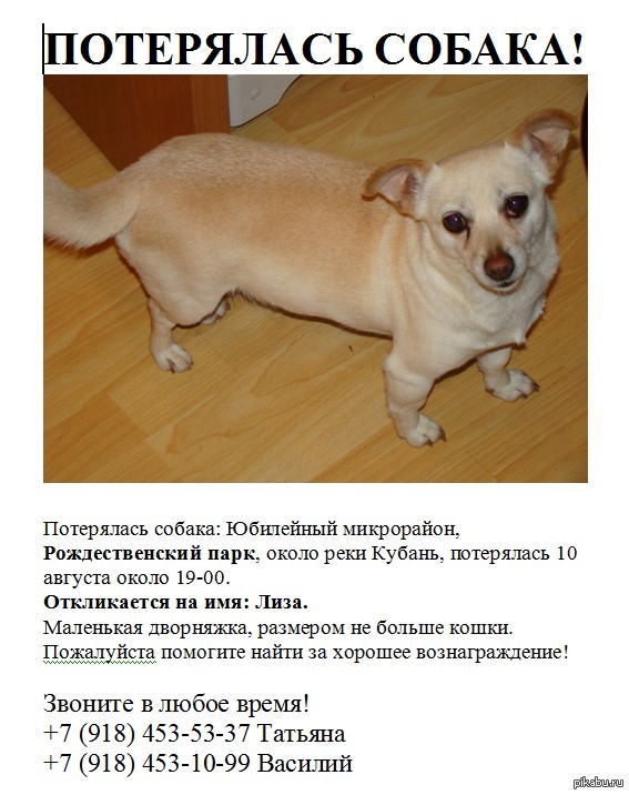 собака откликается на имя. собака откликается на имя. щенок не отзывается на кличку. собака откликается на имя. объявления о потере животных.