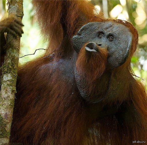 Орангутаны где обитает. Суматранский орангутанг. Суматранский орангутан самец. Борнейский орангутан. Обезьяна суматранский орангутан.