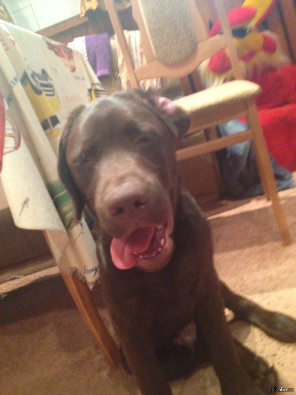 Фотка моего собакена)