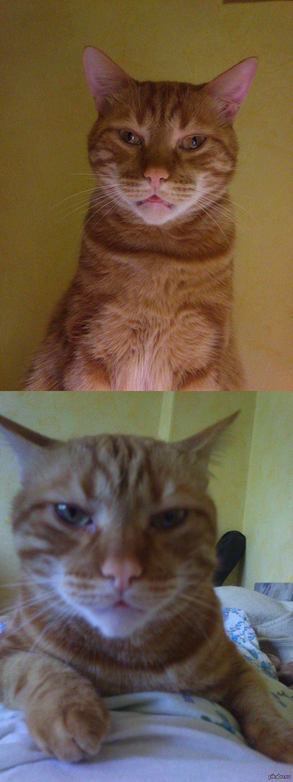 ���� ��� 100% ������ �� �����, �� ��� ����..