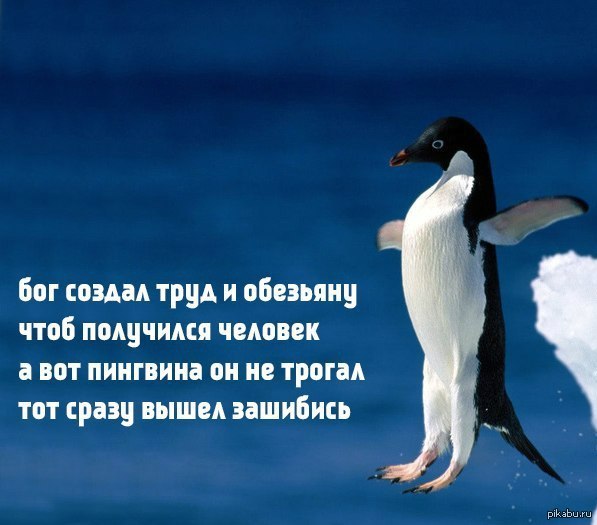 Сразу выходи. Пингвин юмор. Пингвин прикол. Шутки про пингвинов. Анекдоты про пингвинов.