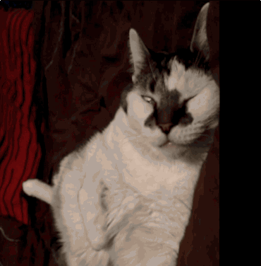 Котик трясется