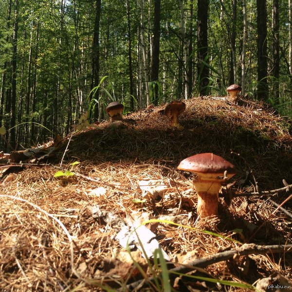 ������ ������