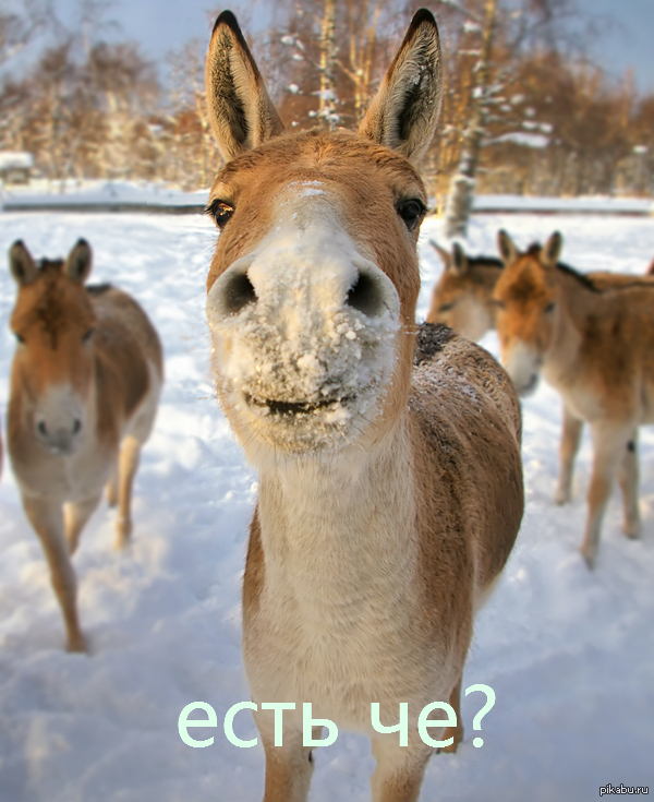 весёлый осел в снегу. ослик зимой. осел в сугробе. осел в снегу. осел зимой.