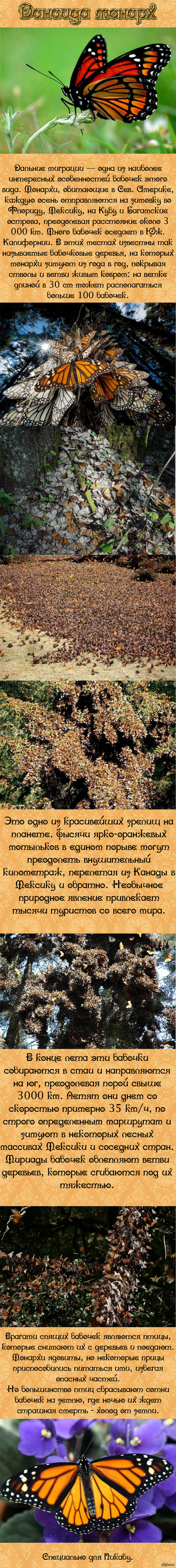 Невероятные бабочки