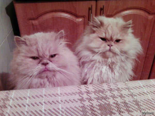 ����� �� http://pikabu.ru/story/_2582767