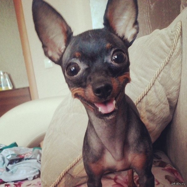 Собака- улыбака БМ молчит, если что - я не виноват)