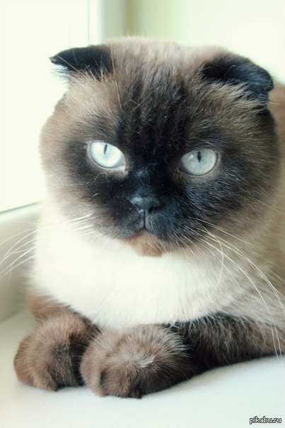 � ������ ��� ������ ����� �������