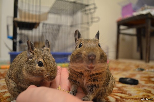 Овёс - ништяк, приноси еще.