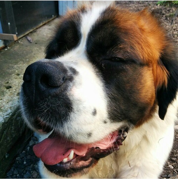 Friday!:) - My, Dog, St. Bernard, Friday, Happiness, Joy