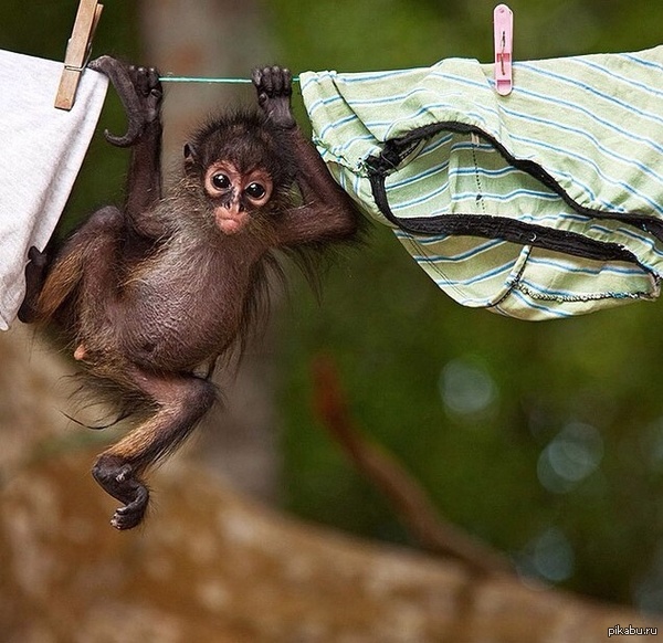 Опаньки, труселя.