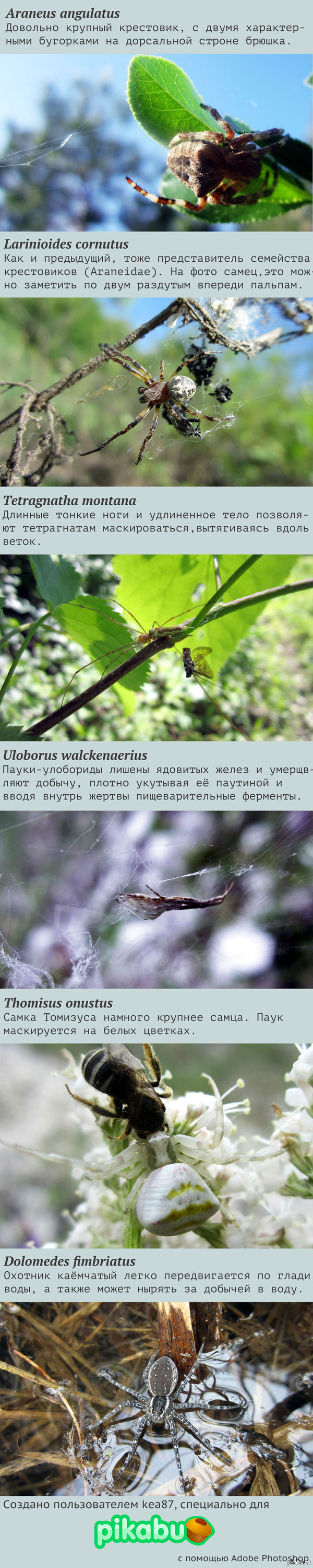 Мои макрофотографии пауков (с краткими комментариями к ним) | Пикабу